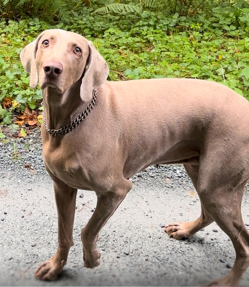 Queeny – Weimaraner Jagdhündin