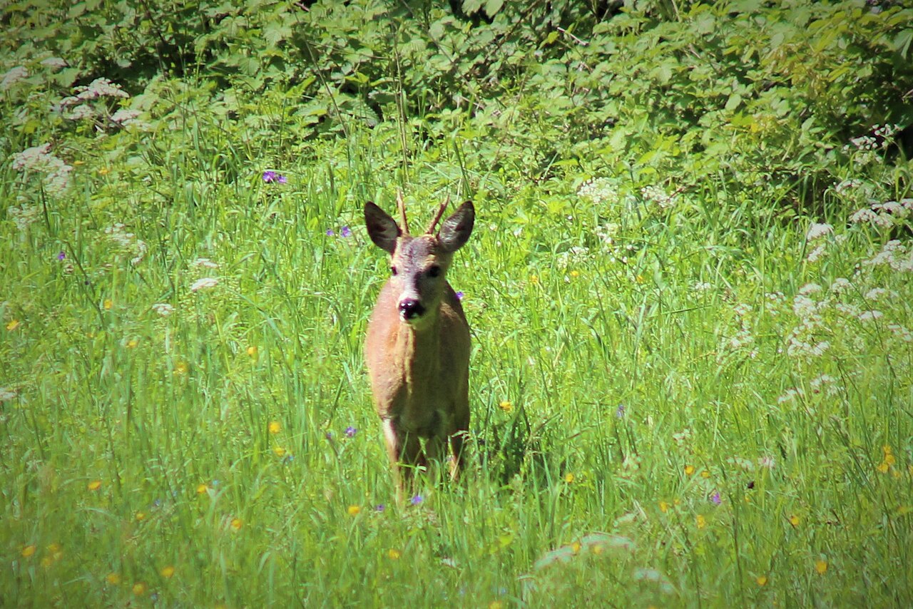 Rehbock in der Morgensonne — Wild aus Thüringer Revieren