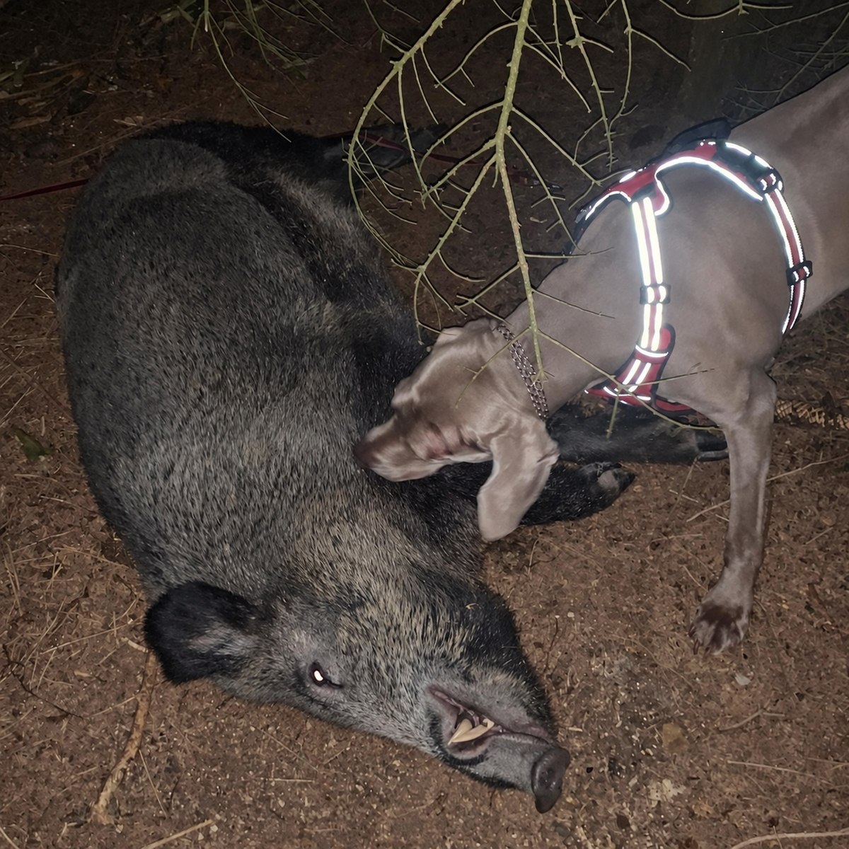 Weimaraner-Hündin Queeny hat bei Nachtsuche ein Wildschwein gefunden